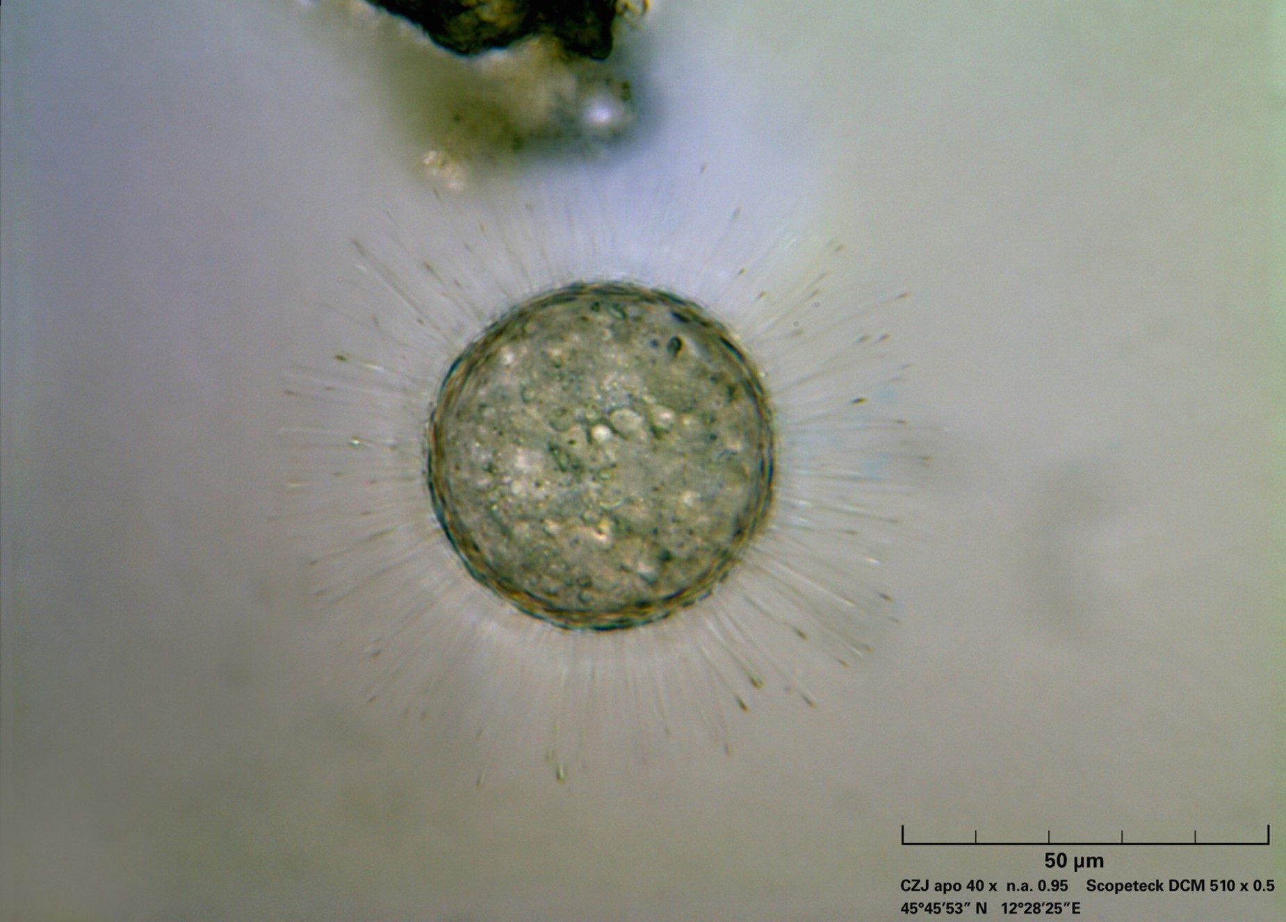 Acanthocystis